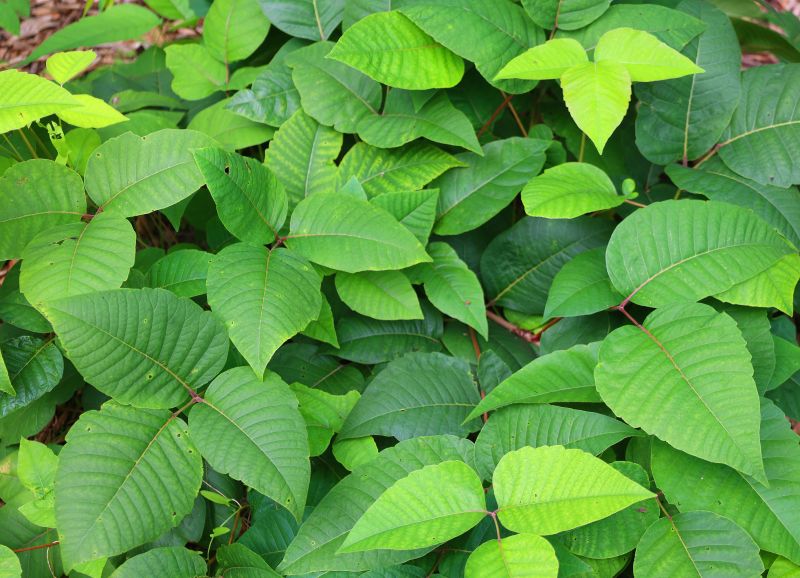Poison Ivy Removal in Delaware County, PA