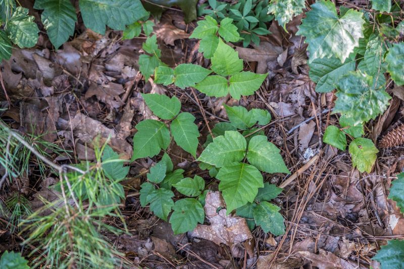 Poison Ivy Removal in Bel Air, MD