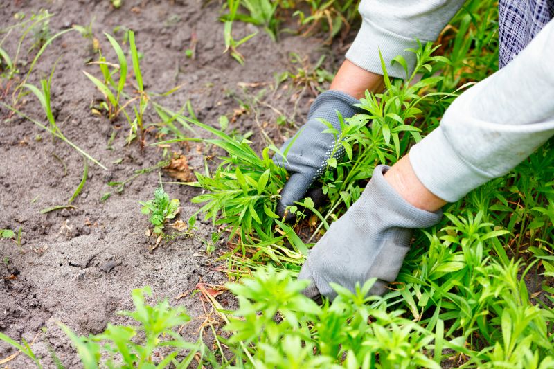 Poison Oak Removal in Harford County, MD