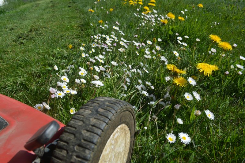 Crabgrass Removal in Ventura County, CA