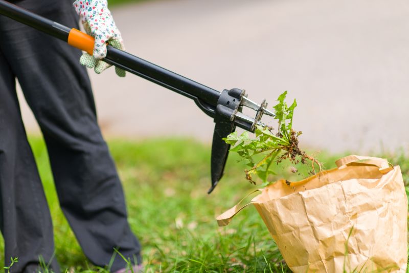 Crabgrass Removal in Rockwall, TX