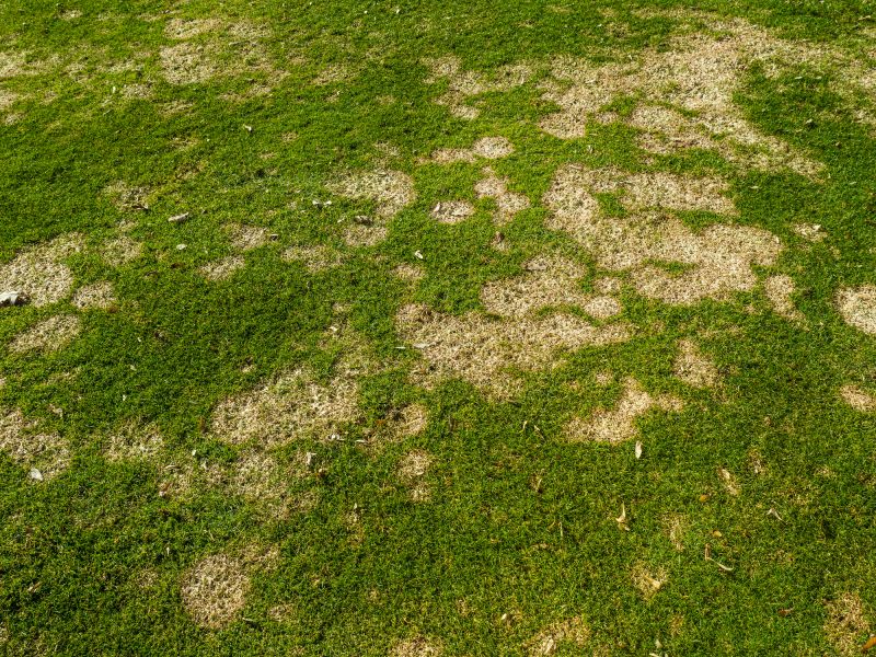 Lawn Disease Treatment in Ventura County, CA