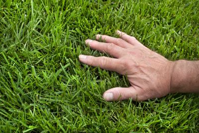 Lawn Topdressing in Honolulu, HI