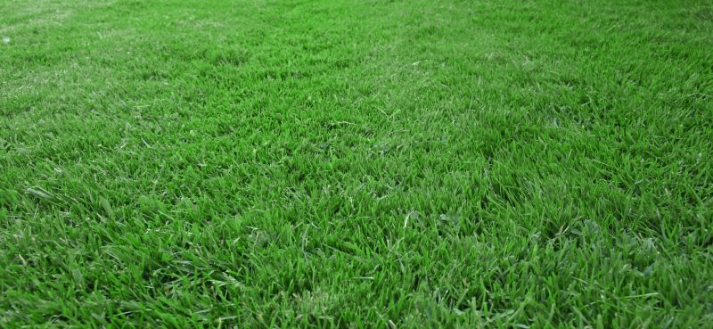 New Lawn Seeding in Ventura County, CA