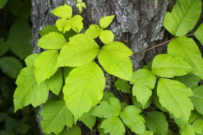 Poison Ivy Removal in Lancaster County, PA