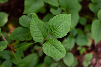 Poison Ivy Removal in Lancaster, PA