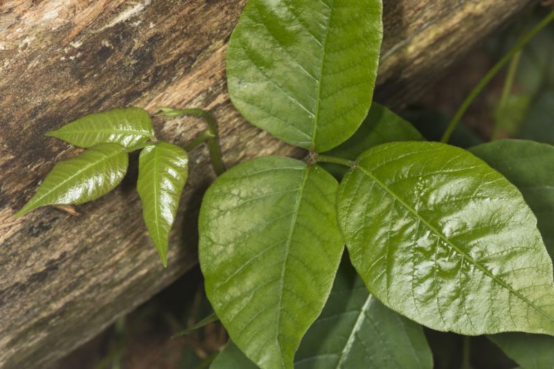 Poison Oak Removal in Burlington County, NJ