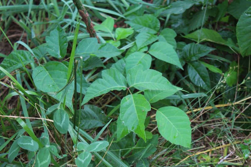 Poison Oak Removal in Philadelphia, PA