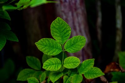 Poison Oak Removal in Honolulu, HI