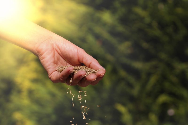 Reseeding Service in Ventura County, CA