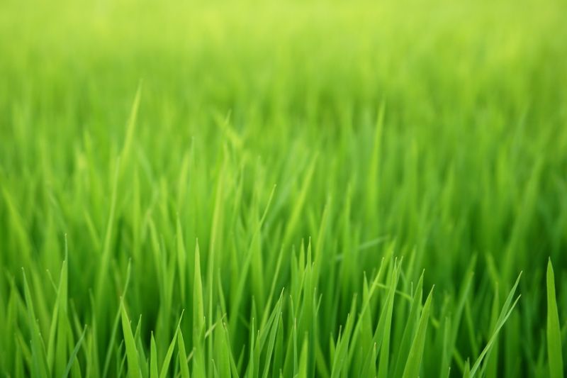 Spring Lawn Overseeding in Honolulu, HI